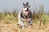 SIBERIAN HUSKY 121